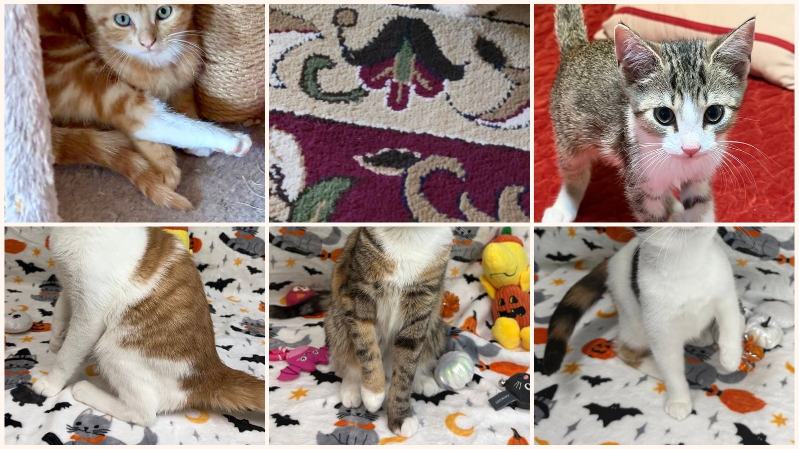 Cats up for adoption near Auburn, AL