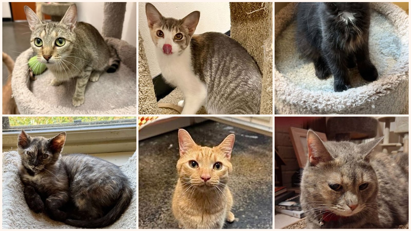 Cats up for adoption near Florence, AL