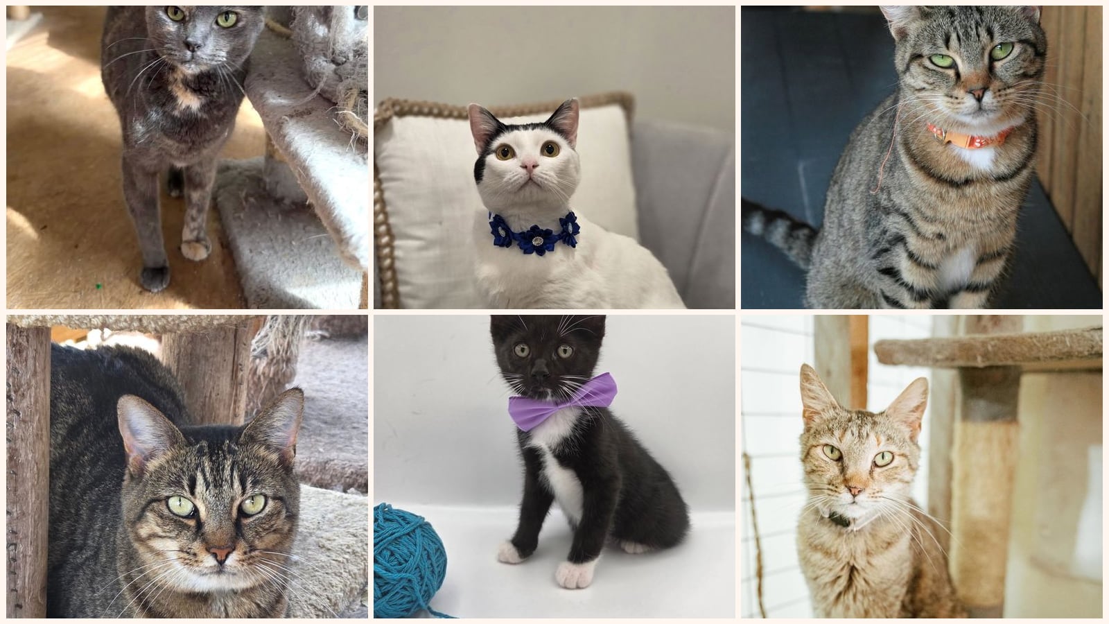 Cats up for adoption near Scottsboro, AL