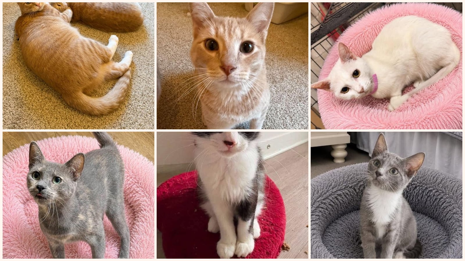 Cats up for adoption near Spanish Fort, AL