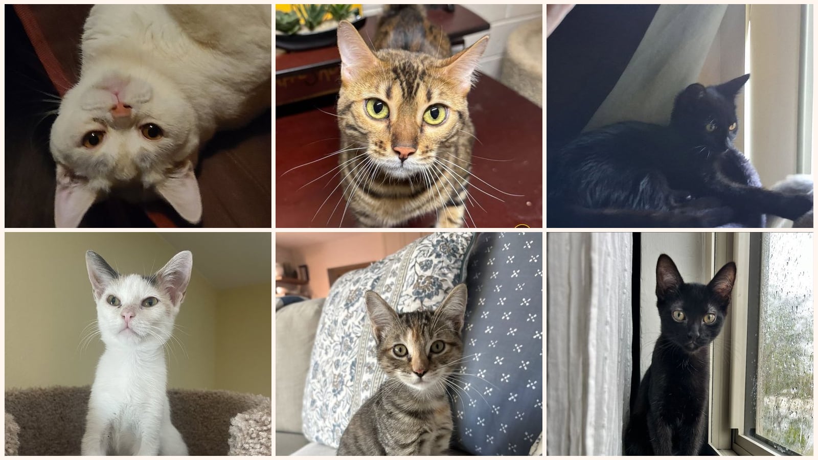 Cats up for adoption near Anthem, AZ
