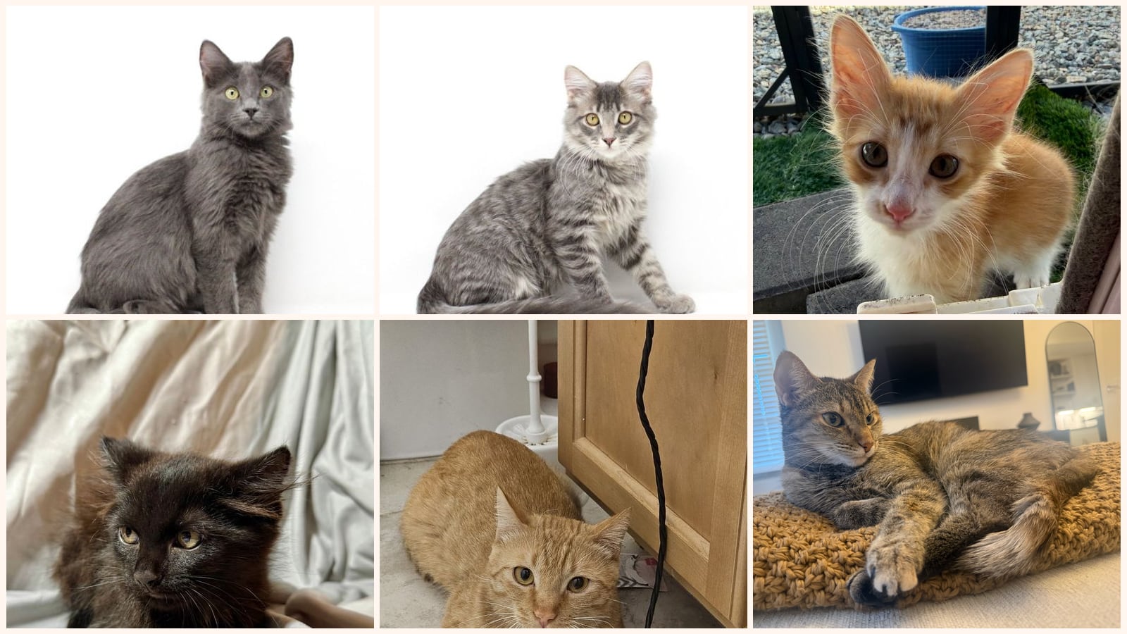 Cats up for adoption near Arizona City, AZ