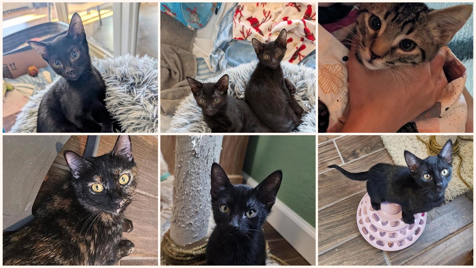 Cats up for adoption near Catalina Foothills, AZ