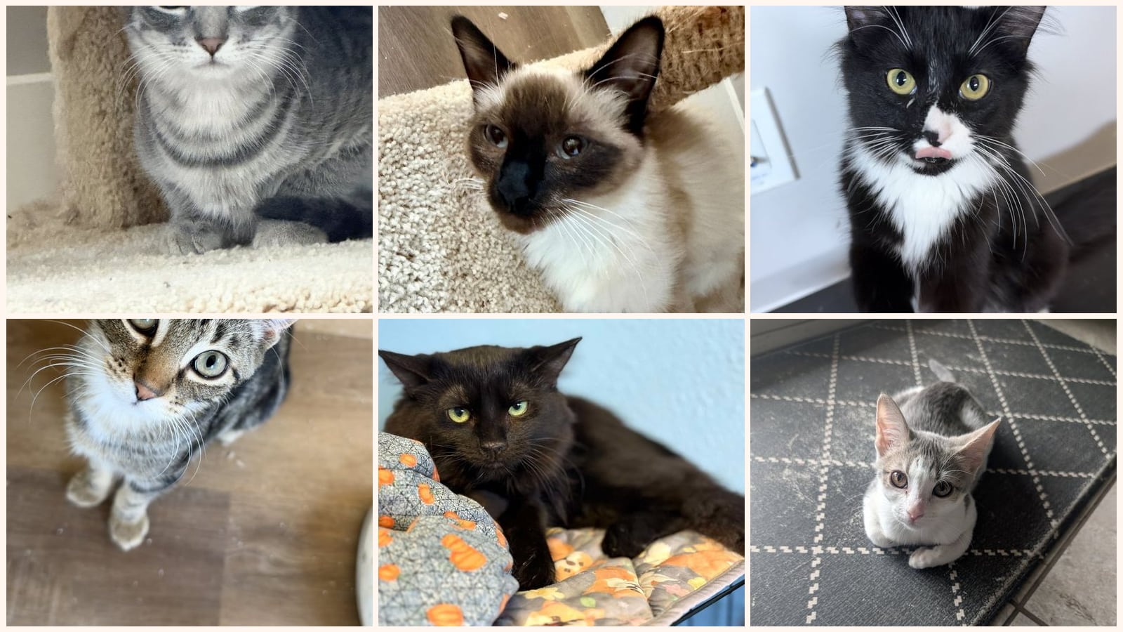 Cats up for adoption near Goodyear, AZ