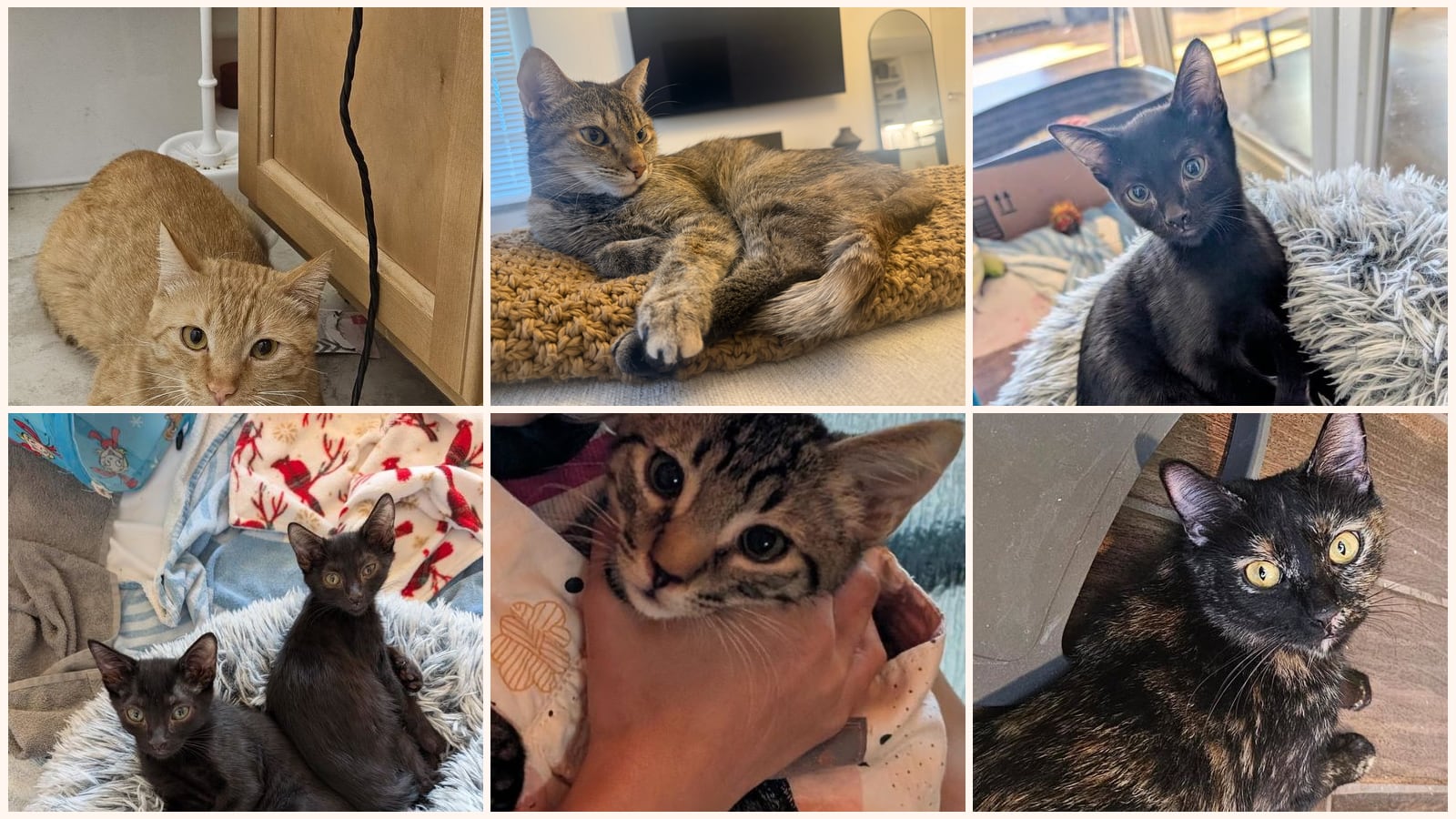 Cats up for adoption near Sun Lakes, AZ