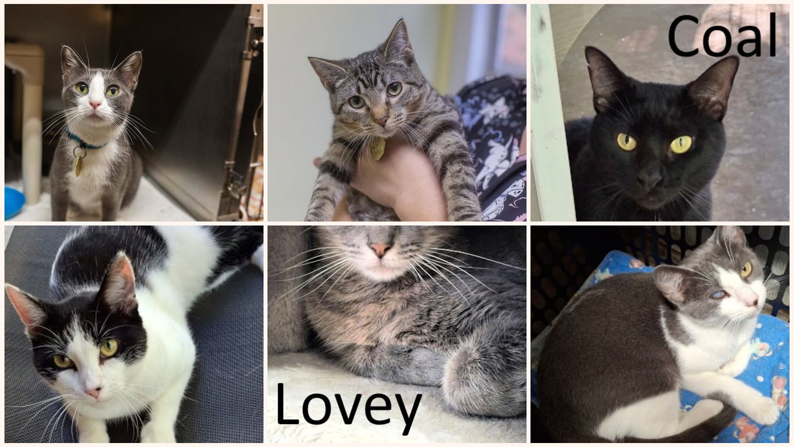 Cats up for adoption near Mountain Home, AR
