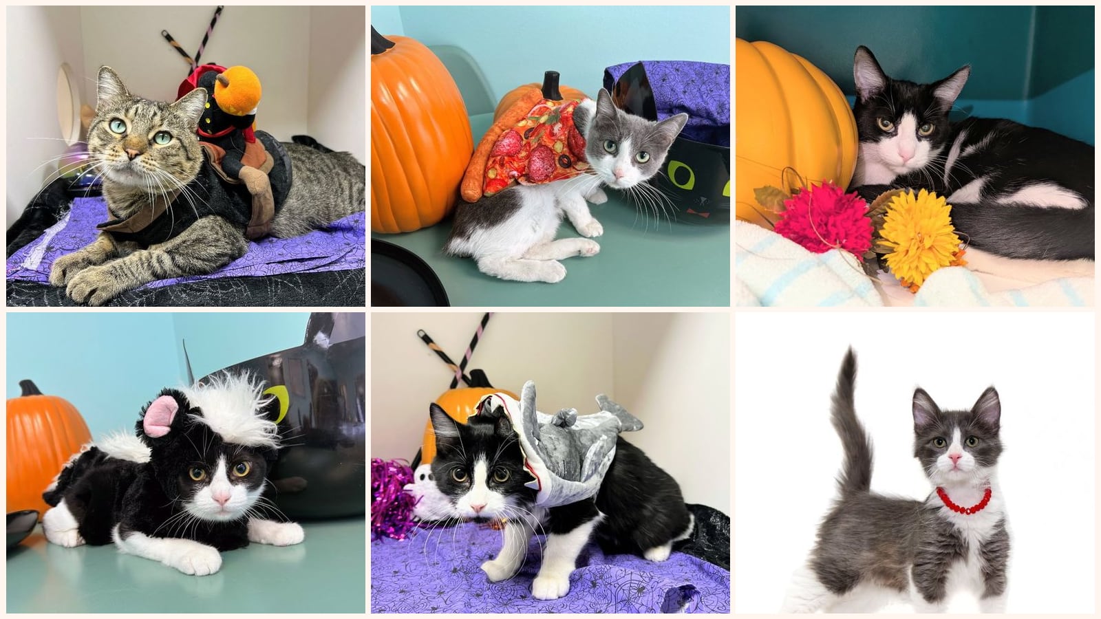 Cats up for adoption near North Little Rock, AR