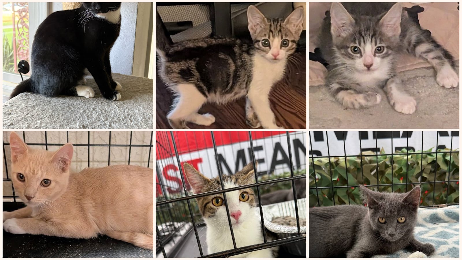 Cats up for adoption near Apple Valley, CA