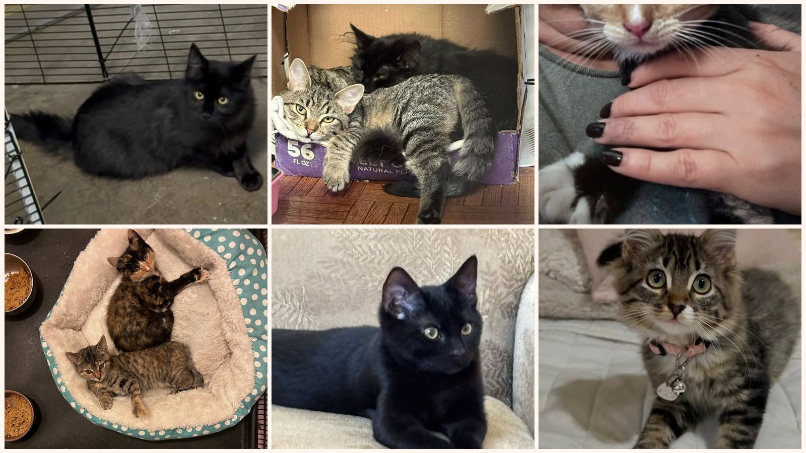 Cats up for adoption near Ashland, CA