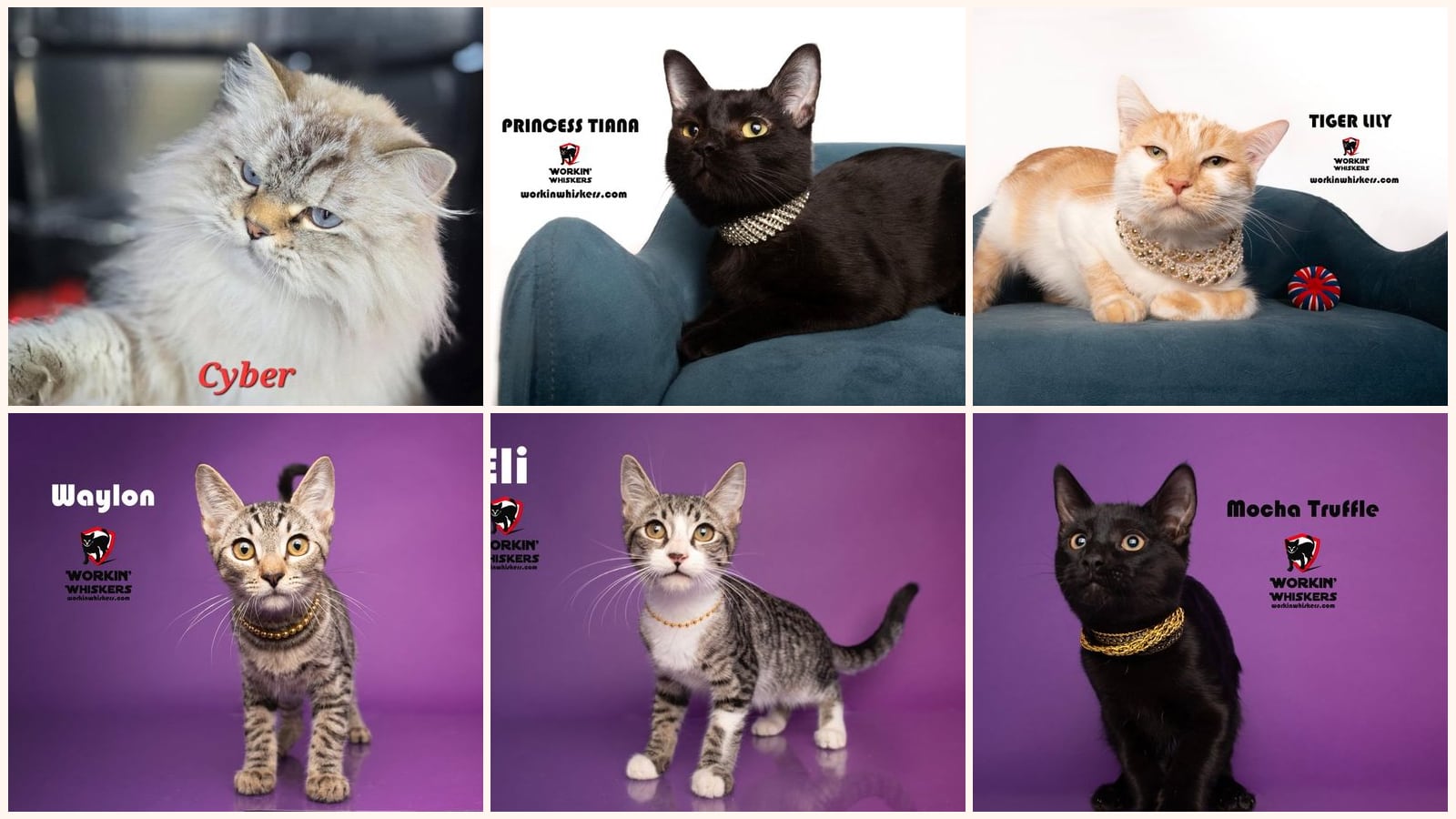 Cats up for adoption near Banning, CA