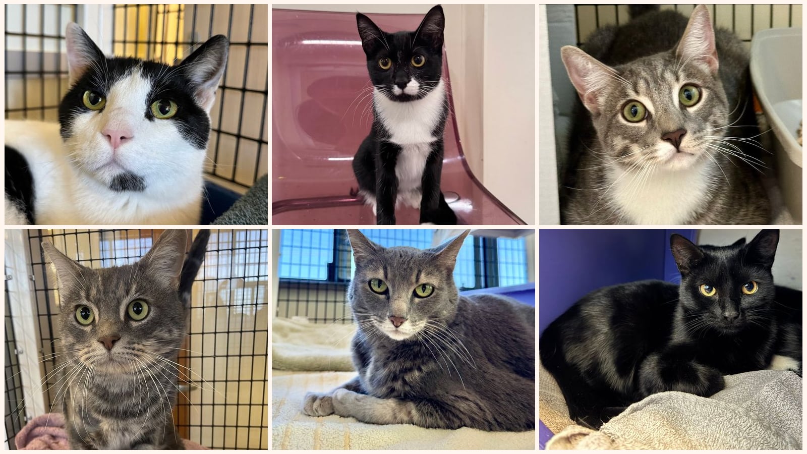 Cats up for adoption near Belmont, CA