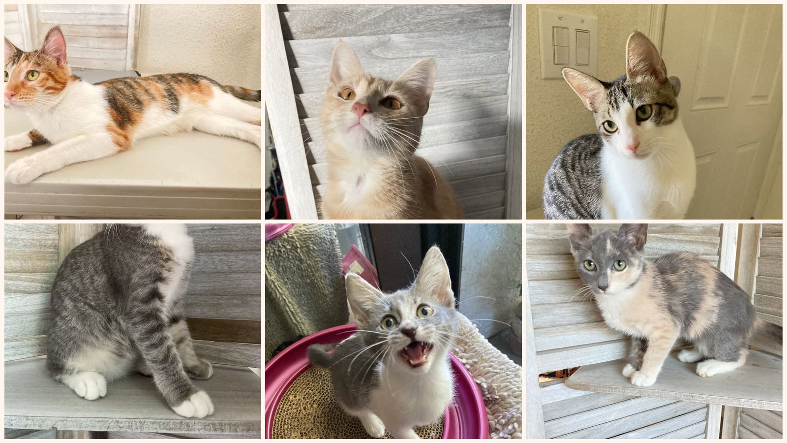 Cats up for adoption near Casa de Oro-Mount Helix, CA