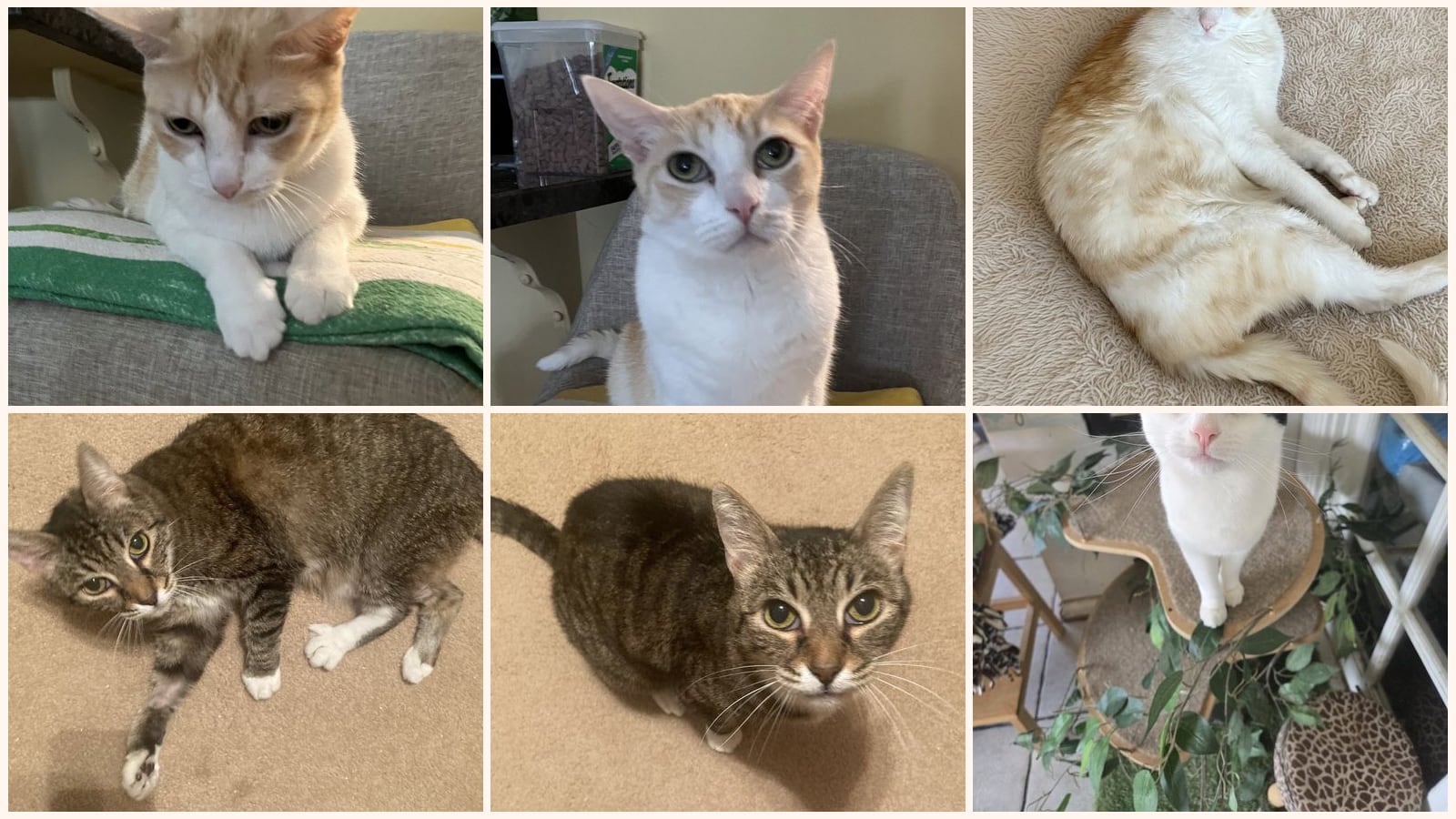 Cats up for adoption near Cerritos, CA