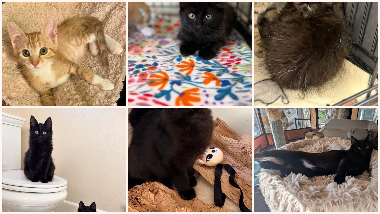 Cats up for adoption near Clayton, CA
