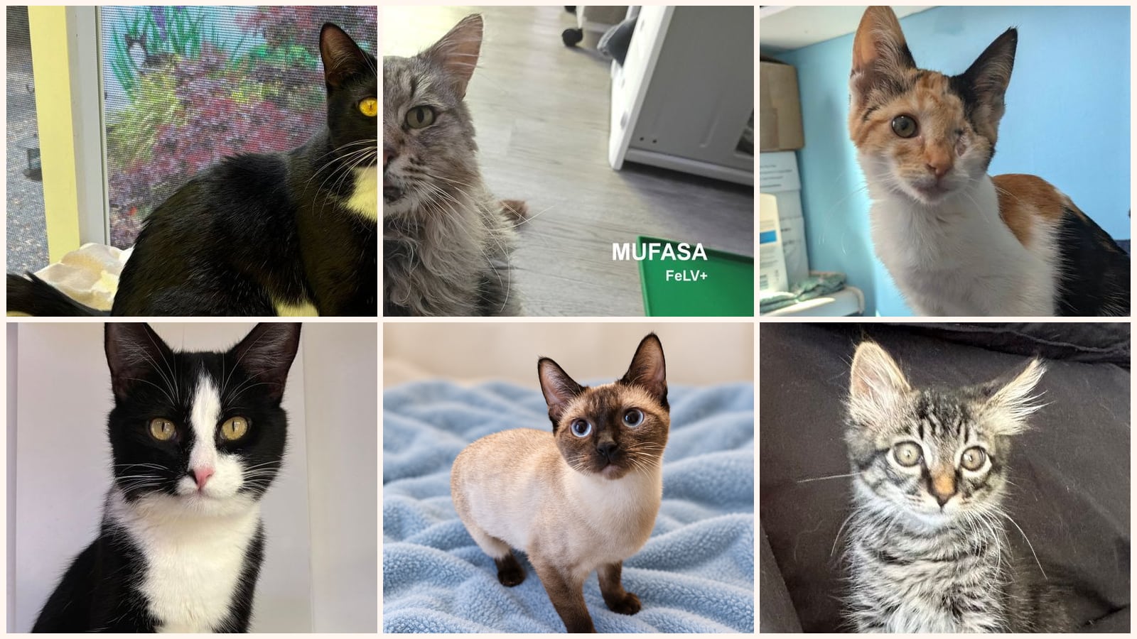 Cats up for adoption near Clearlake, CA