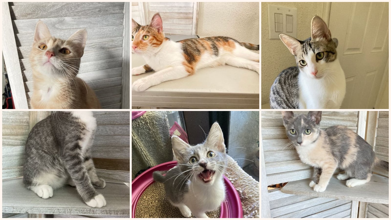 Cats up for adoption near Coronado, CA