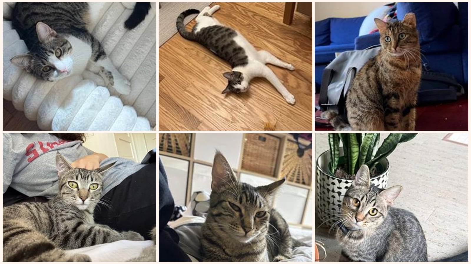 Cats up for adoption near Corte Madera, CA
