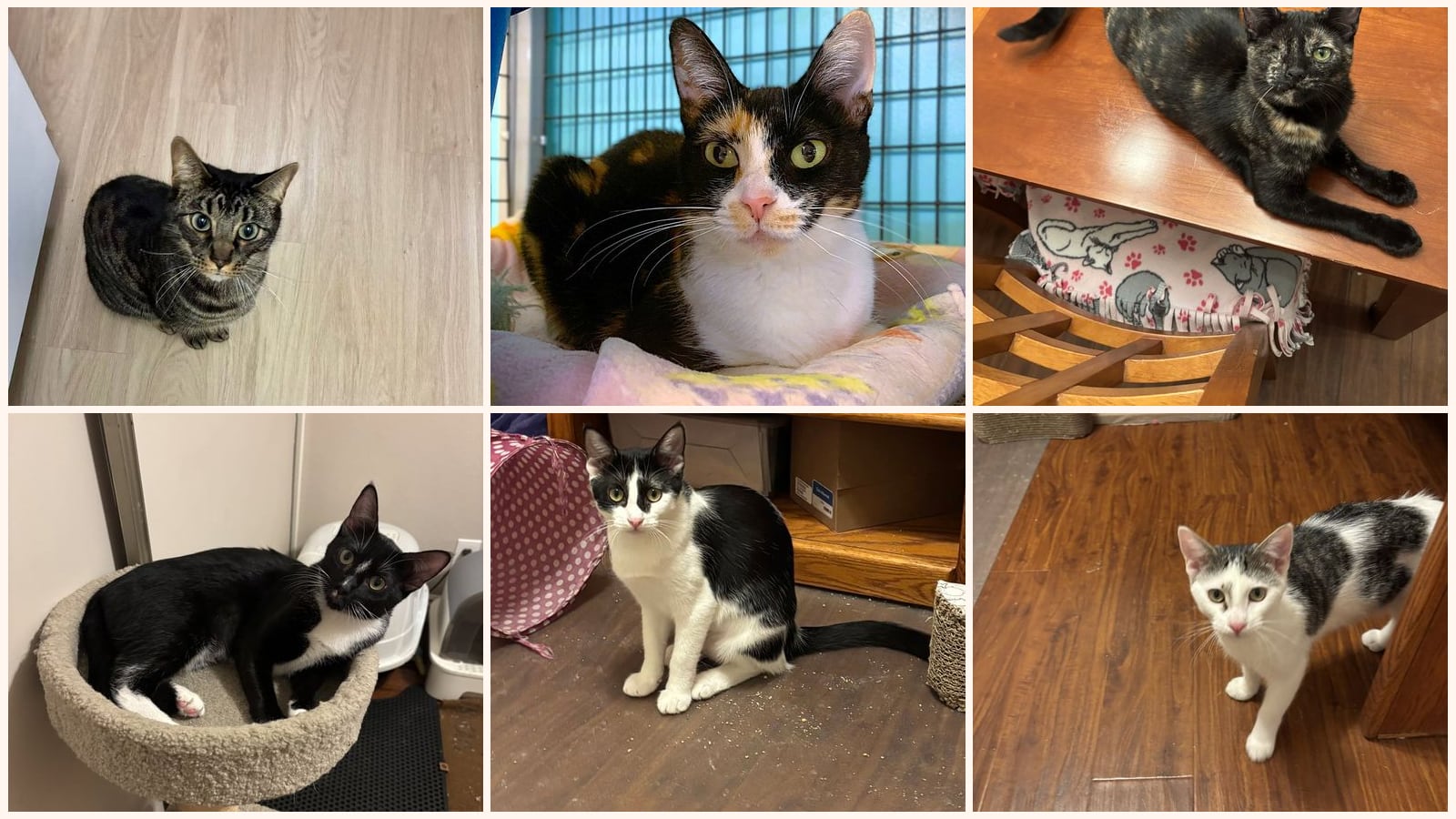 Cats up for adoption near Costa Mesa, CA