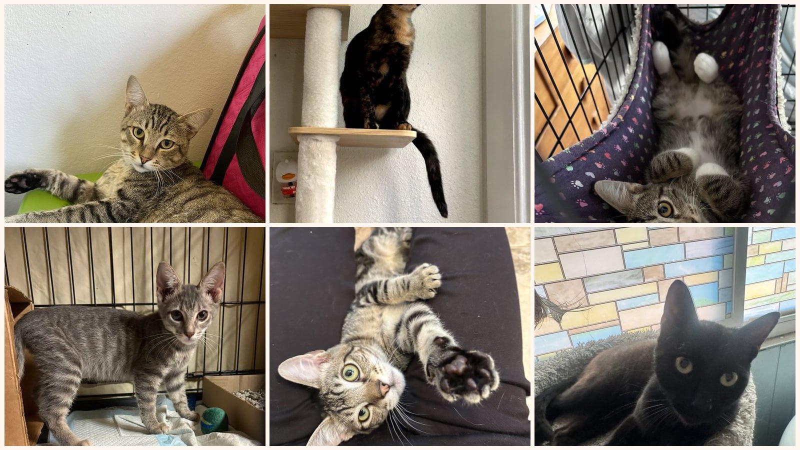 Cats up for adoption near Cudahy, CA