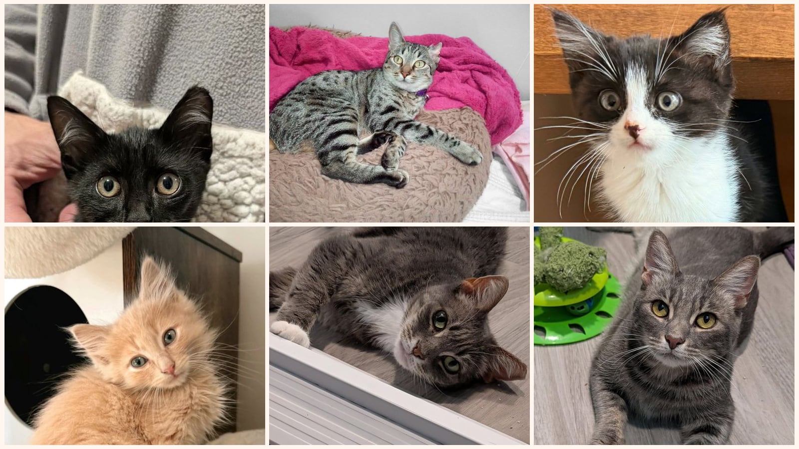 Cats up for adoption near Cupertino, CA