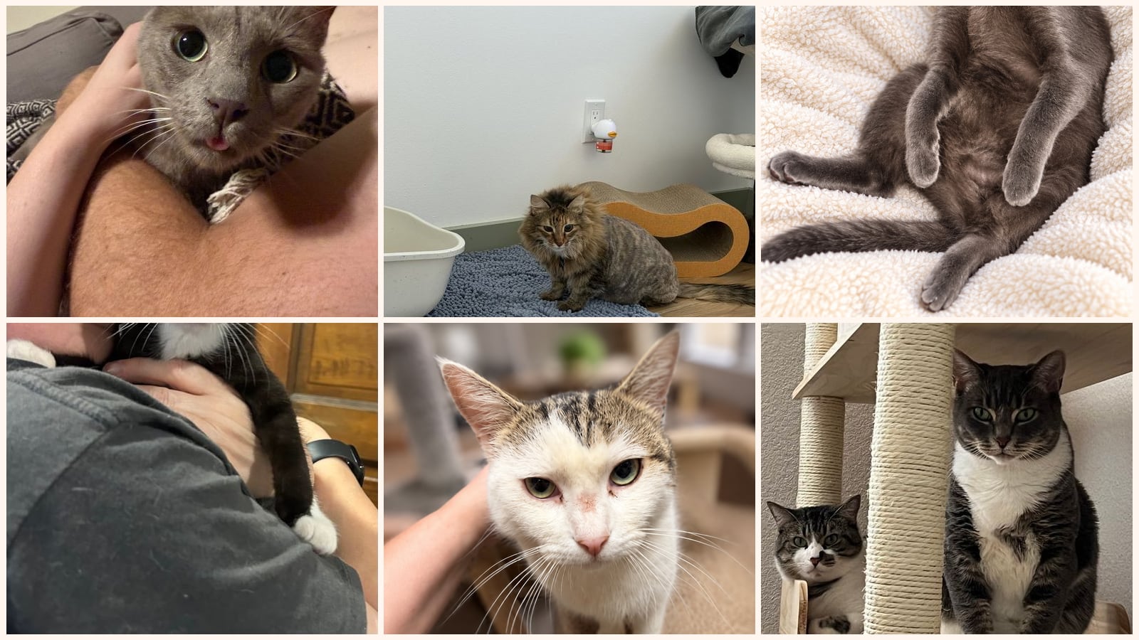 Cats up for adoption near Danville, CA
