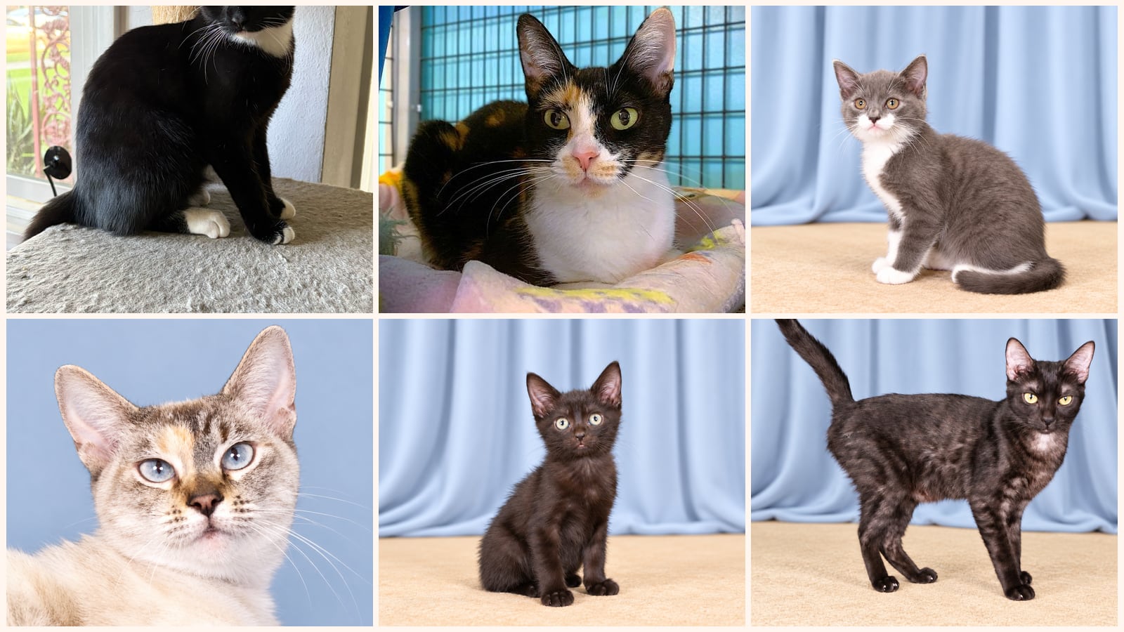 Cats up for adoption near Diamond Bar, CA