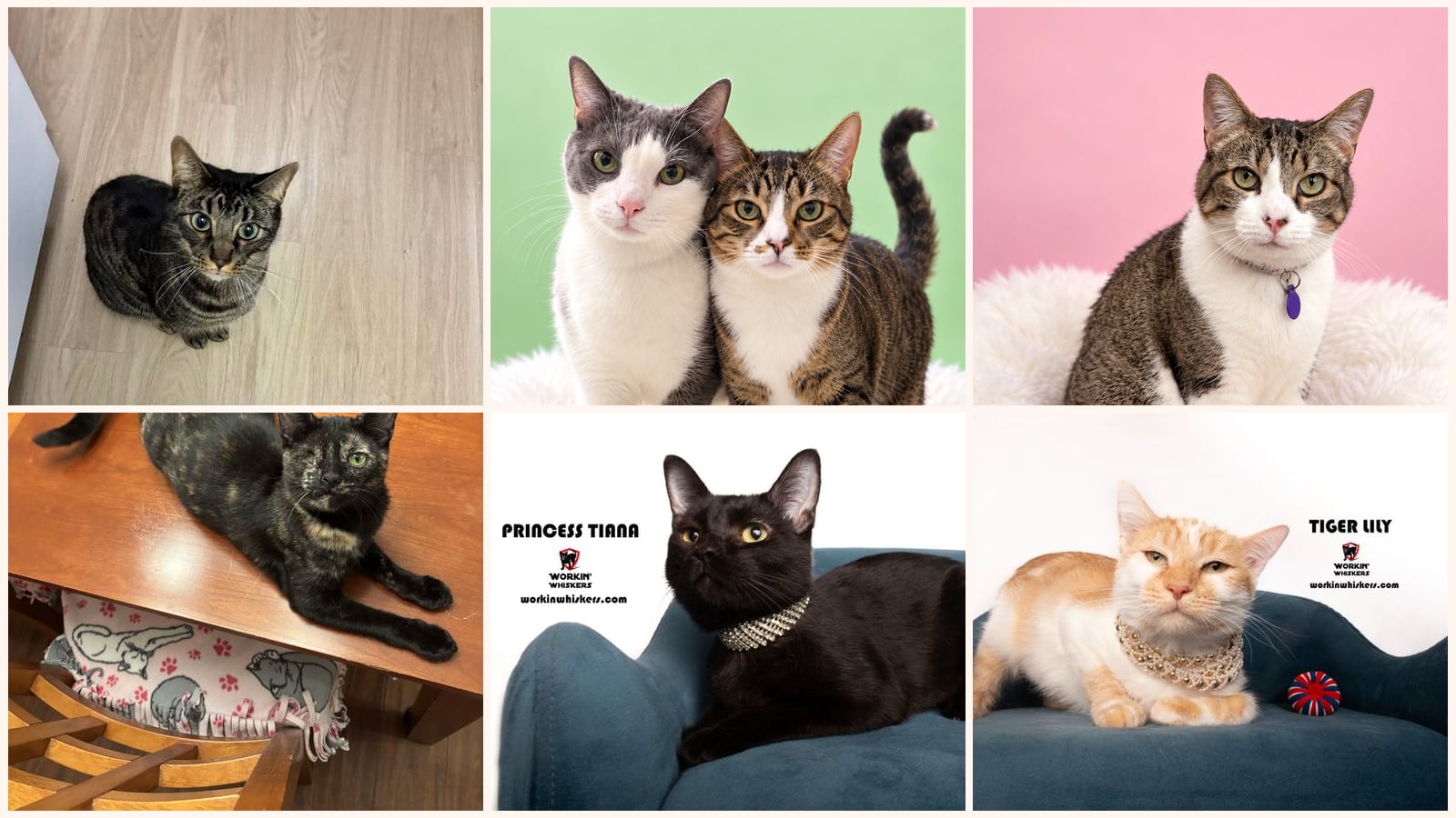 Cats up for adoption near Escondido, CA