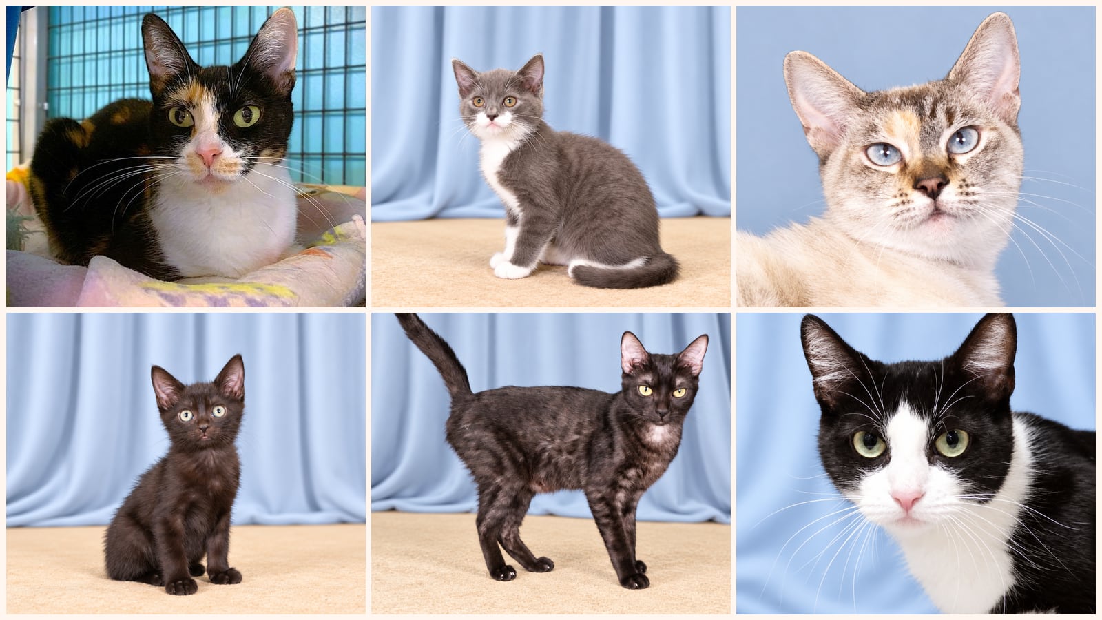 Cats up for adoption near Florence-Graham, CA