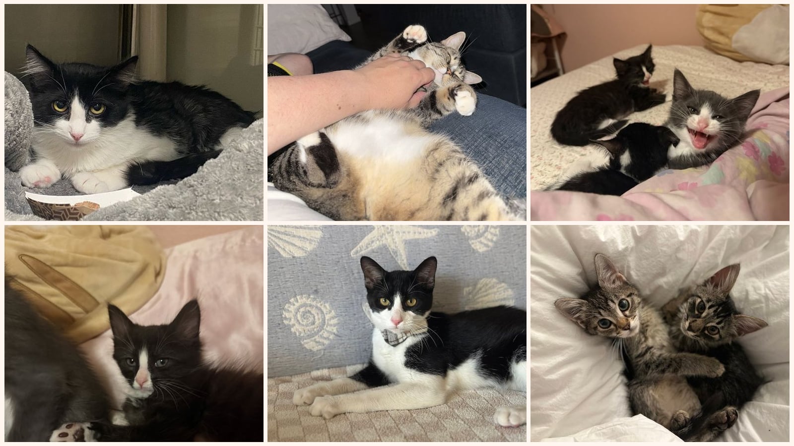 Cats up for adoption near Florin, CA