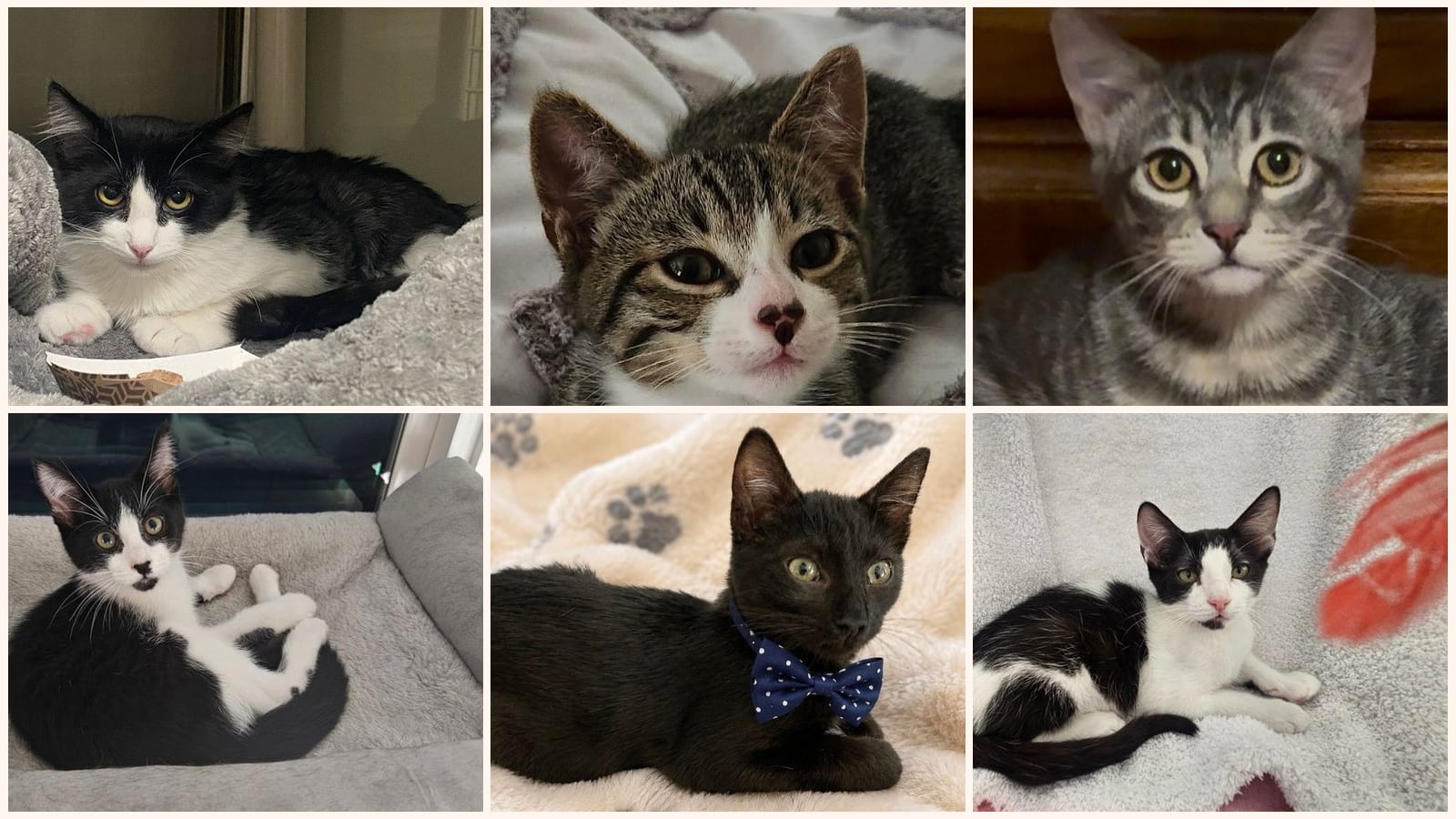 Cats up for adoption near Galt, CA