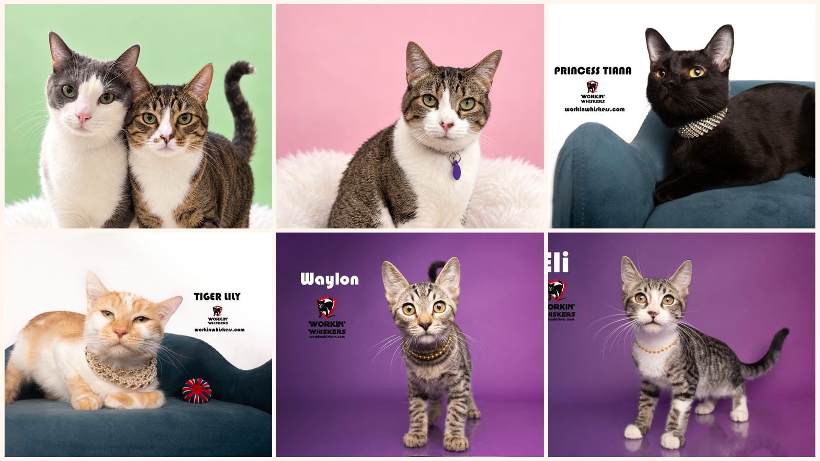 Cats up for adoption near Hemet, CA