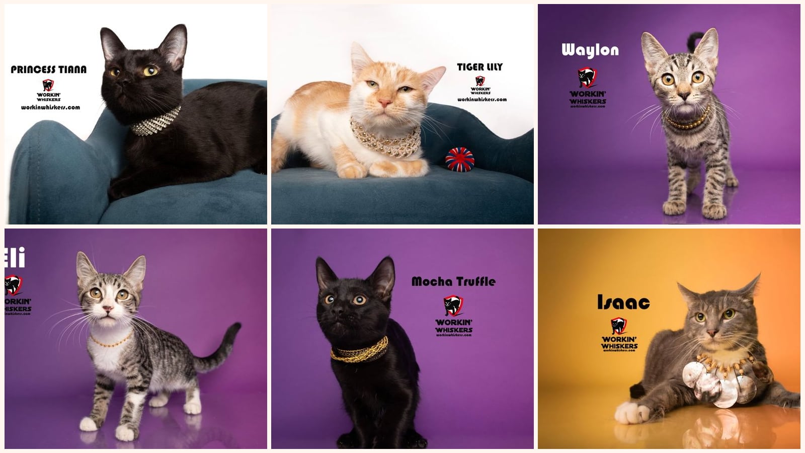 Cats up for adoption near La Quinta, CA