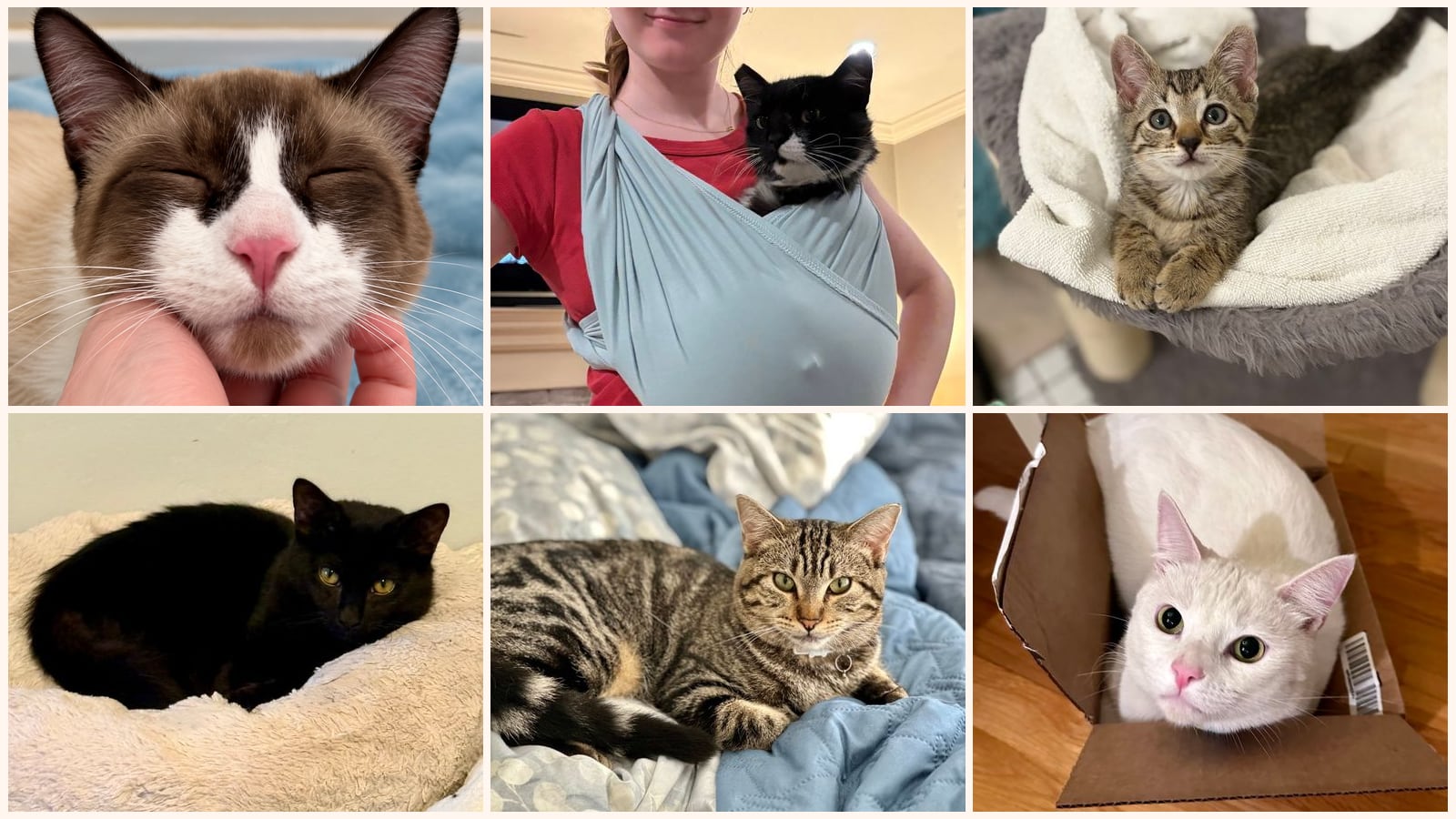 Cats up for adoption near Laguna Beach, CA