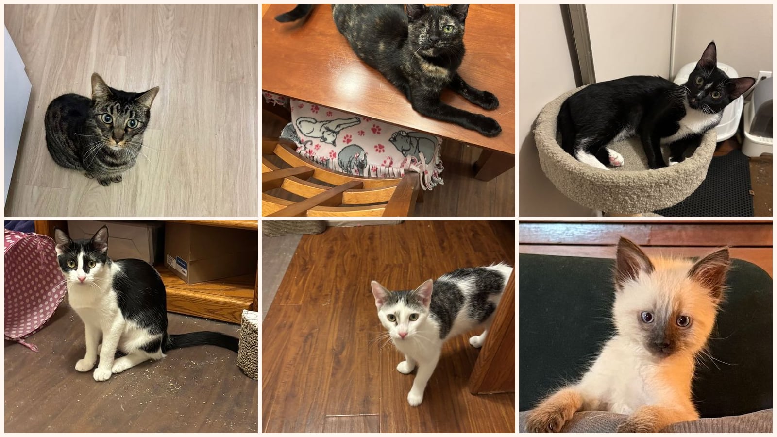 Cats up for adoption near Laguna Niguel, CA