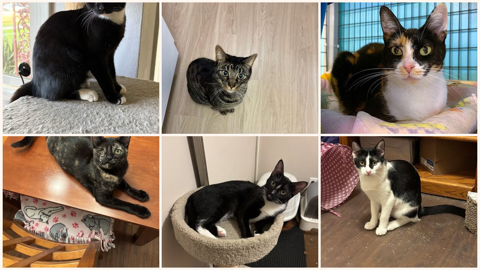 Cats up for adoption near Lake Forest, CA