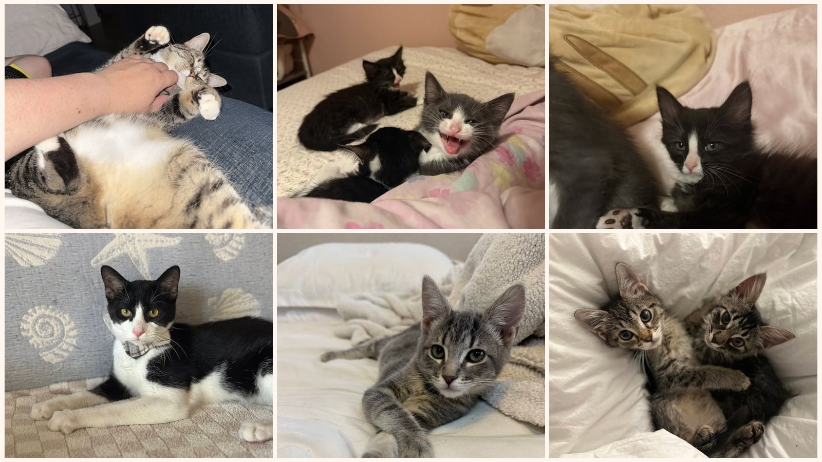 Cats up for adoption near Lincoln, CA