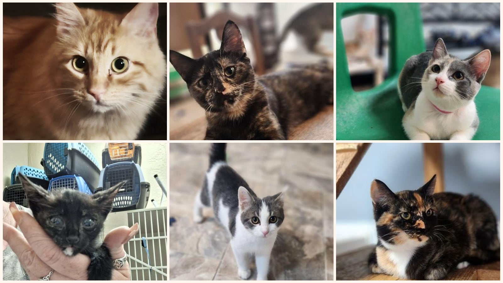 Cats up for adoption near Lindsay, CA