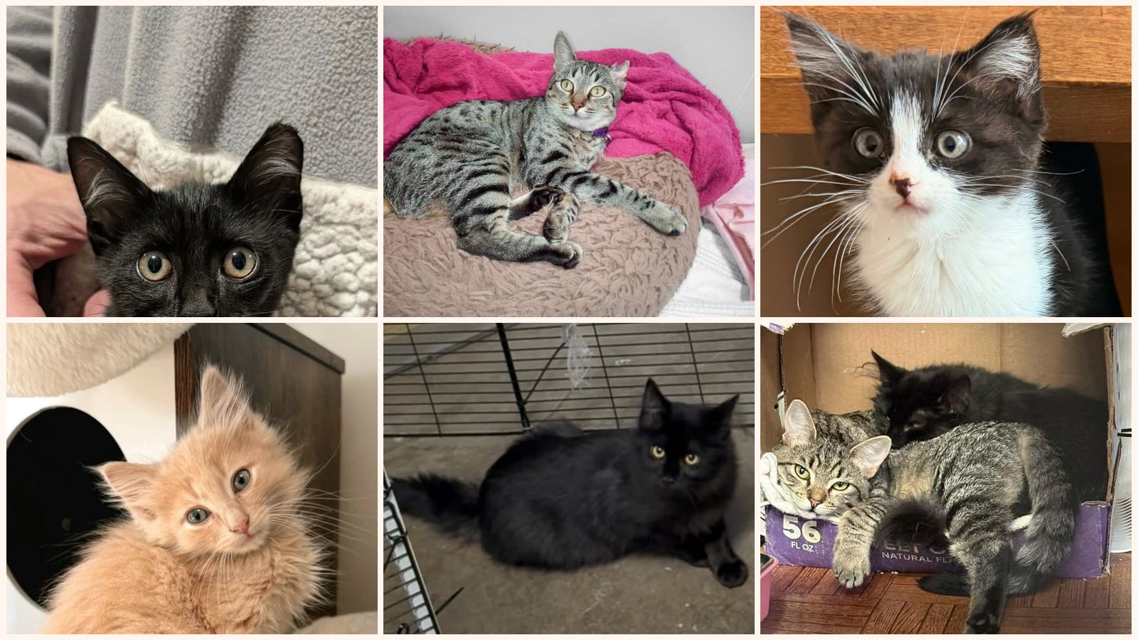 Cats up for adoption near Milpitas, CA