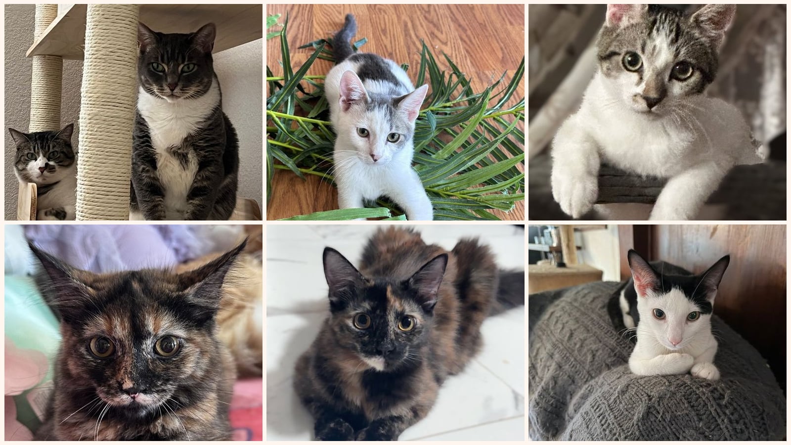 Cats up for adoption near Moraga, CA