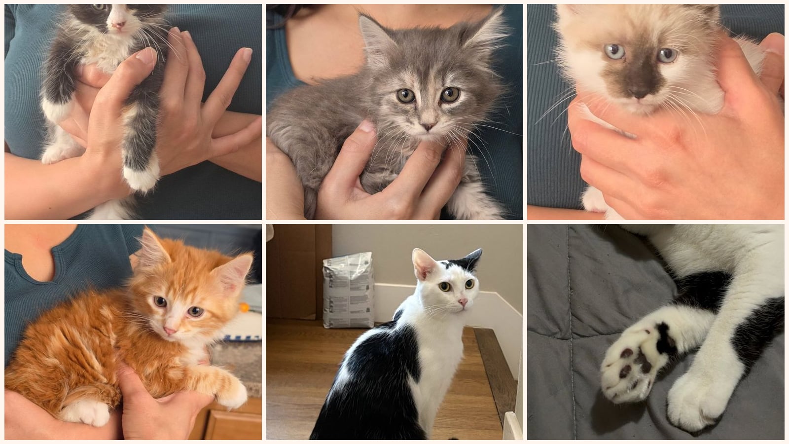 Cats up for adoption near Newman, CA