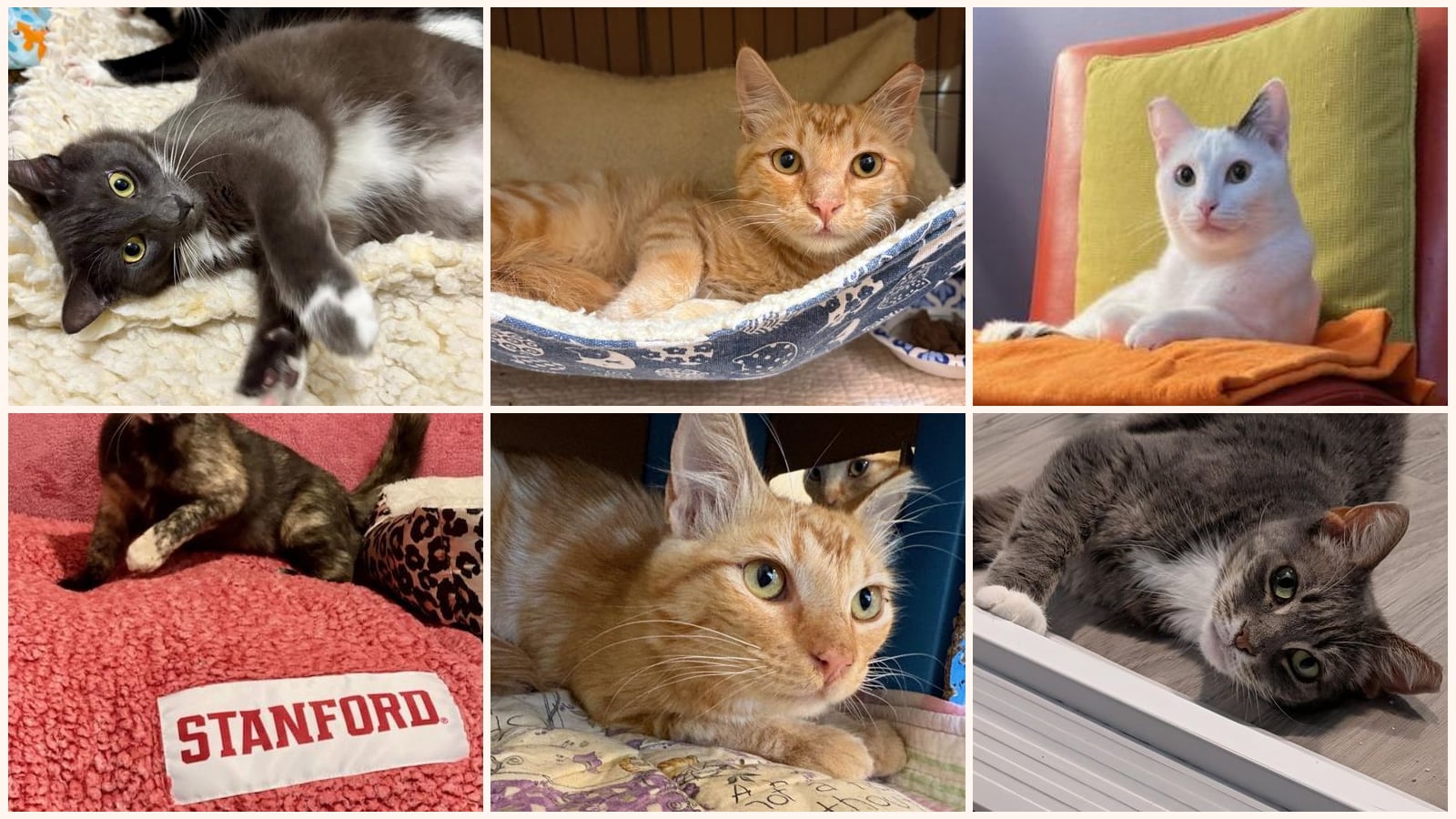 Cats up for adoption near North Fair Oaks, CA