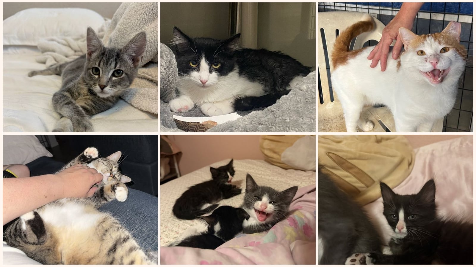 Cats up for adoption near North Highlands, CA