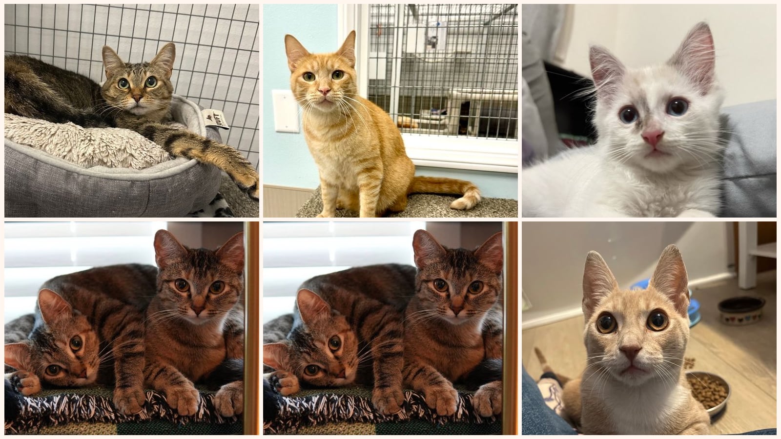 Cats up for adoption near Oak Park, CA