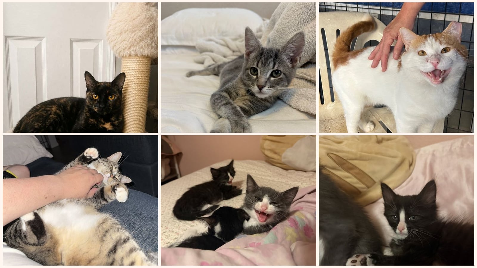 Cats up for adoption near Olivehurst, CA