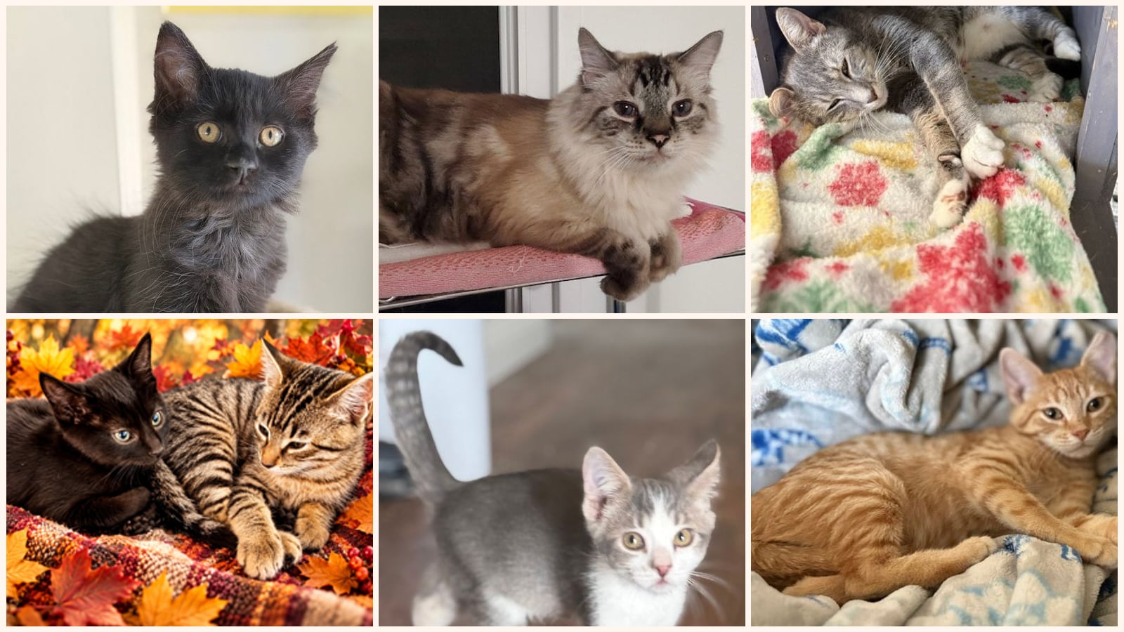 Cats up for adoption near Orcutt, CA