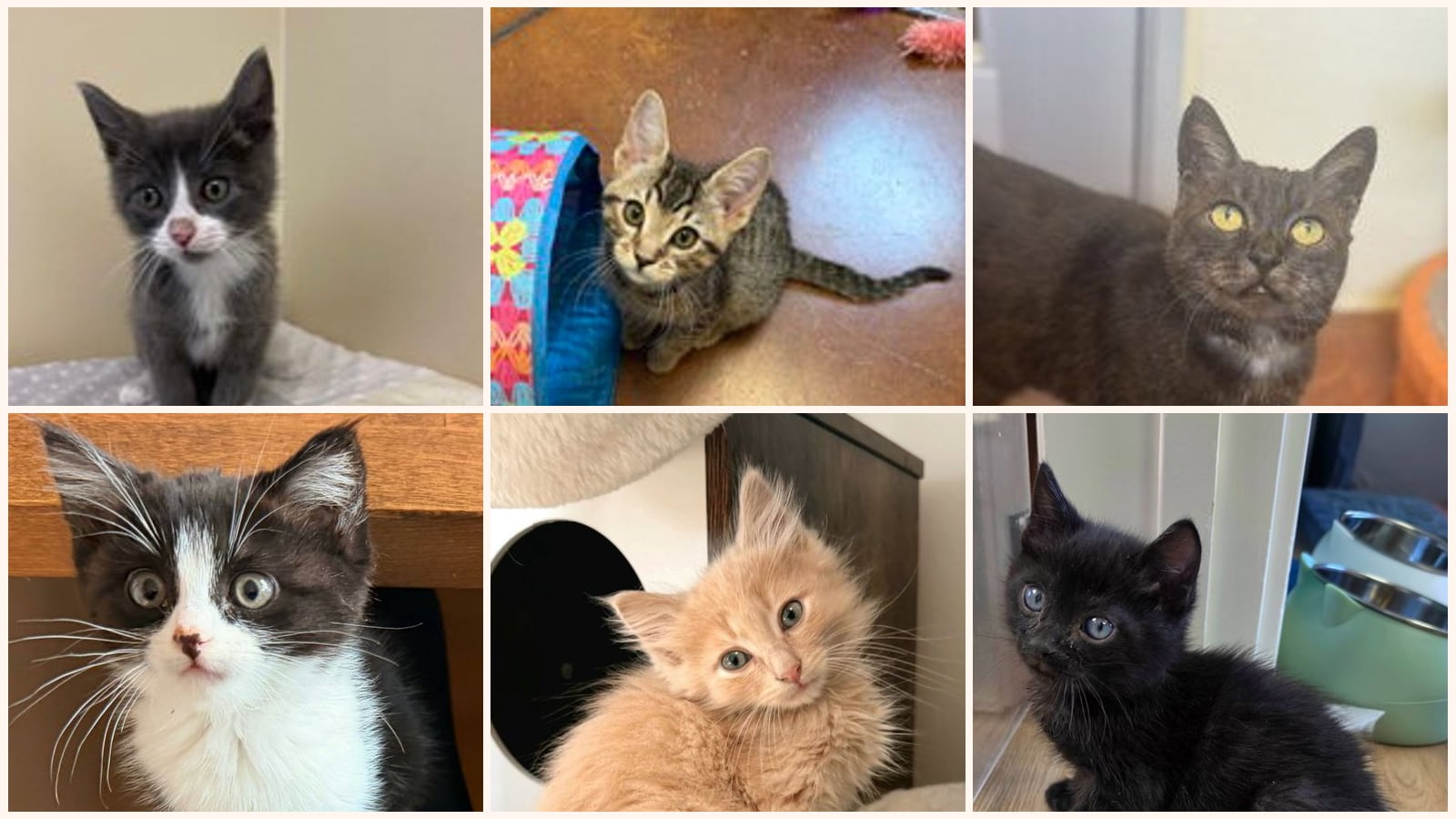 Cats up for adoption near Pacific Grove, CA