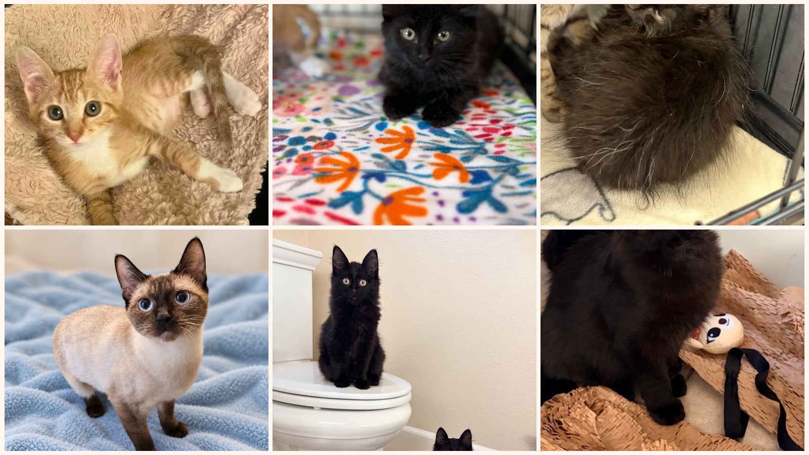 Cats up for adoption near Petaluma, CA
