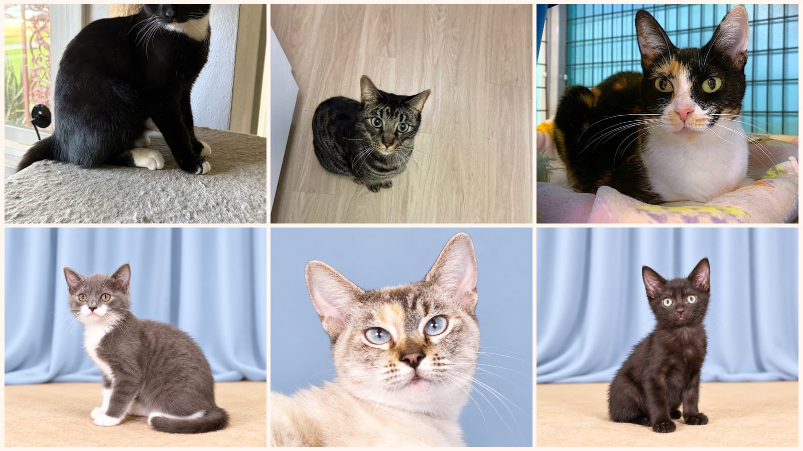 Cats up for adoption near Placentia, CA