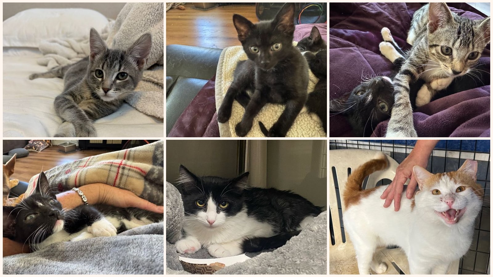 Cats up for adoption near Placerville, CA