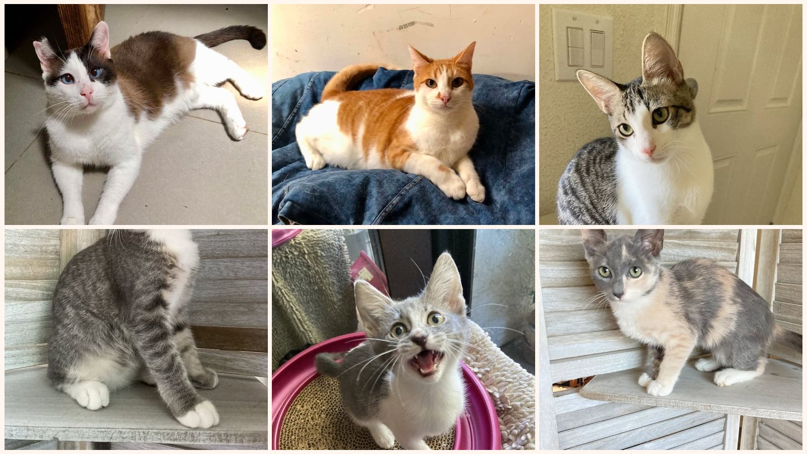 Cats up for adoption near Poway, CA